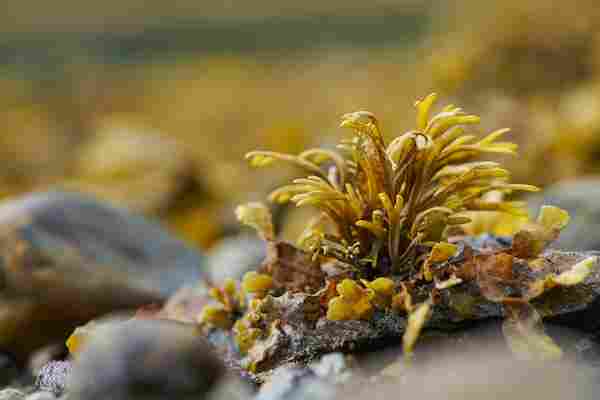 螺旋藻的美容功效